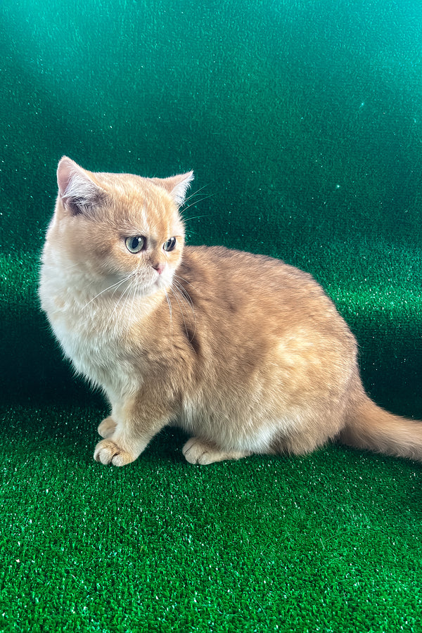 Sani | British Shorthair Kitten