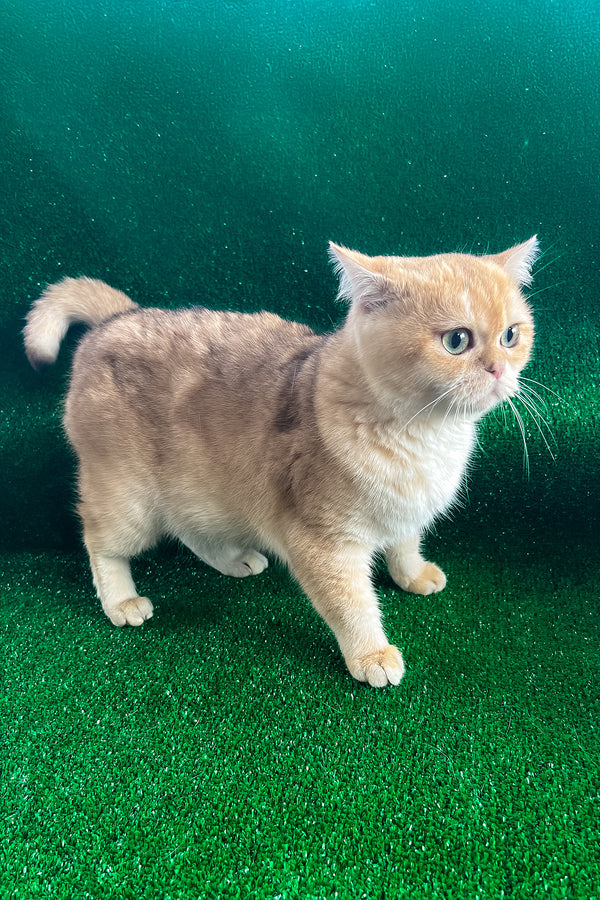 Sani | British Shorthair Kitten