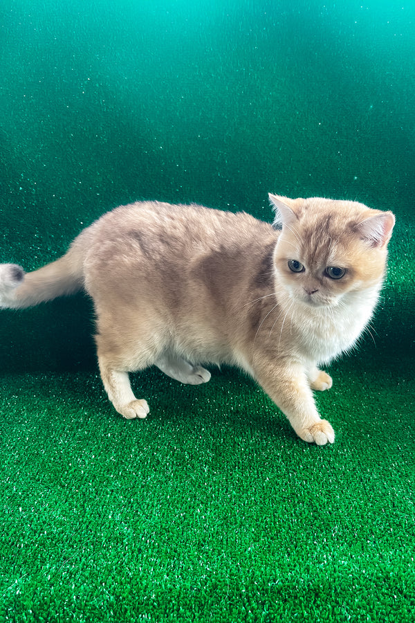 Sani | British Shorthair Kitten