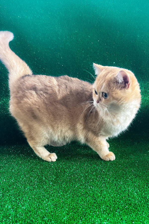 Sani | British Shorthair Kitten