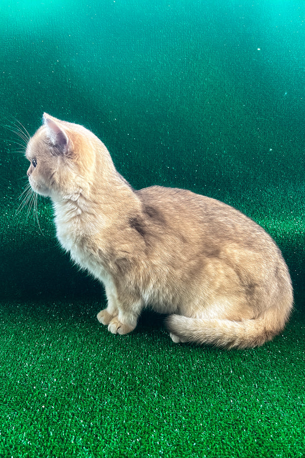 Sani | British Shorthair Kitten