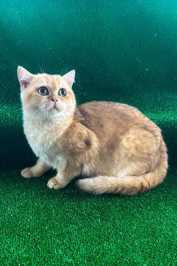 Sani | British Shorthair Kitten