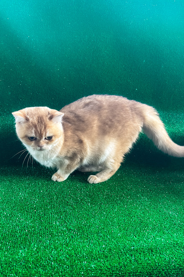 Sani | British Shorthair Kitten