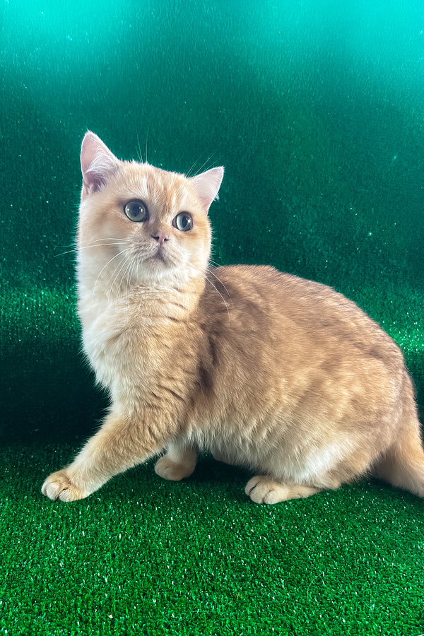 Sani | British Shorthair Kitten