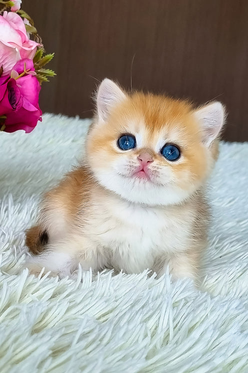Saphira | British Shorthair Kitten