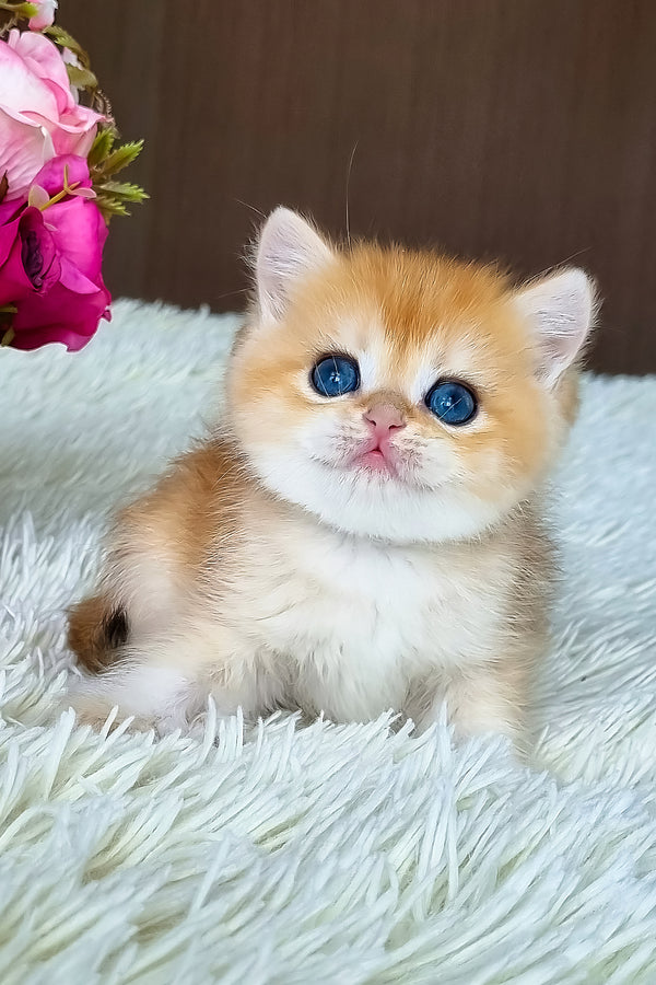 Saphira | British Shorthair Kitten