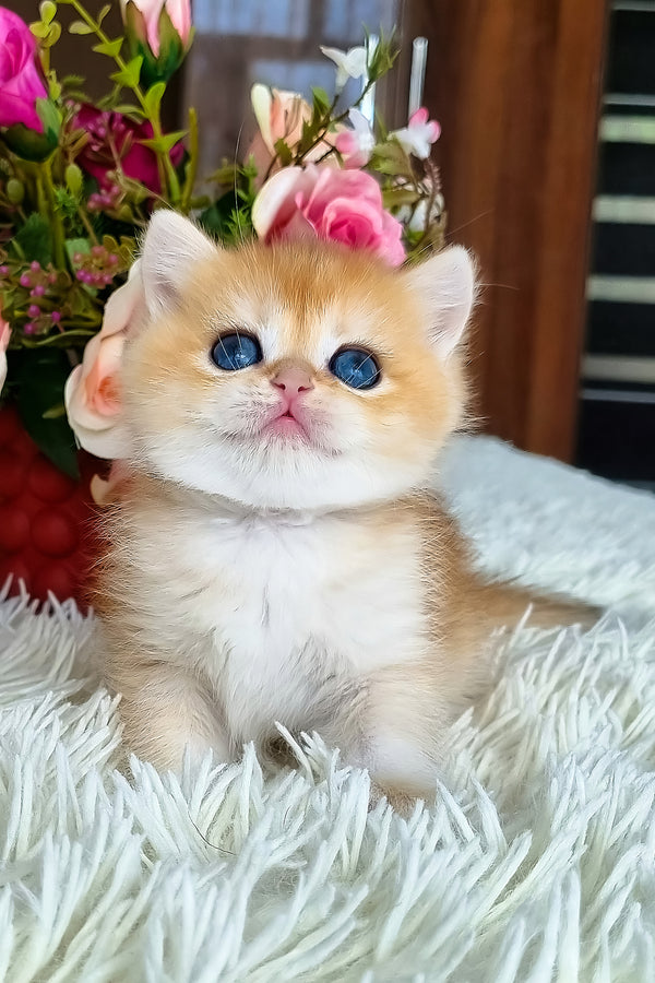 Saphira | British Shorthair Kitten