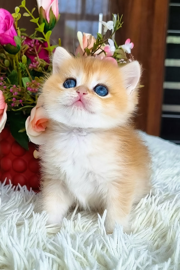 Saphira | British Shorthair Kitten