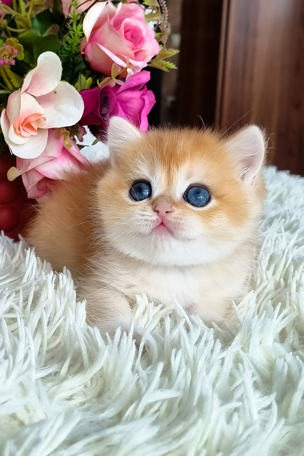 Saphira | British Shorthair Kitten