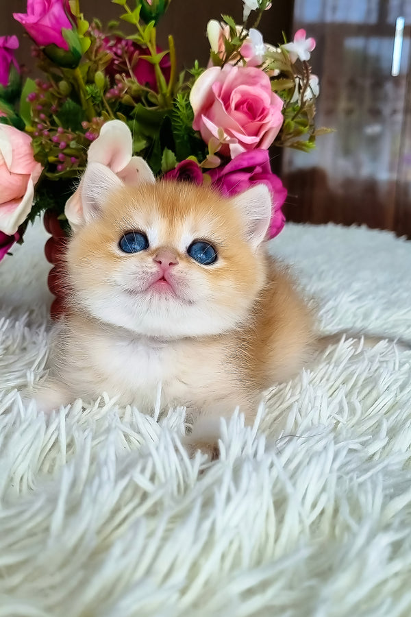 Saphira | British Shorthair Kitten