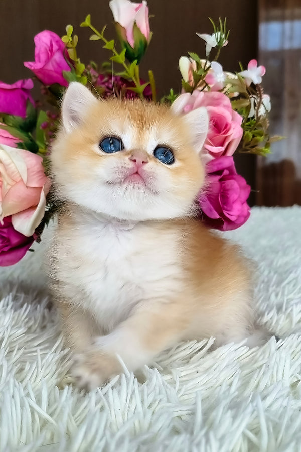 Saphira | British Shorthair Kitten