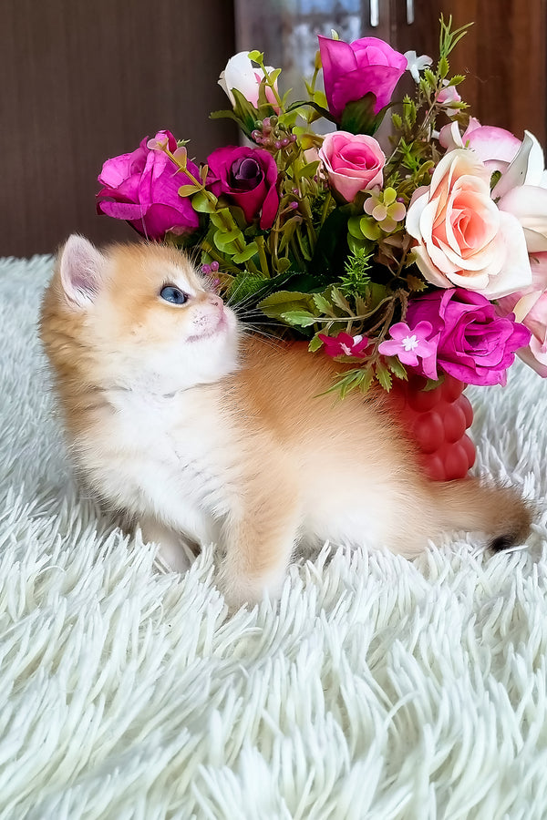 Saphira | British Shorthair Kitten