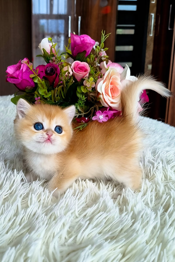 Saphira | British Shorthair Kitten