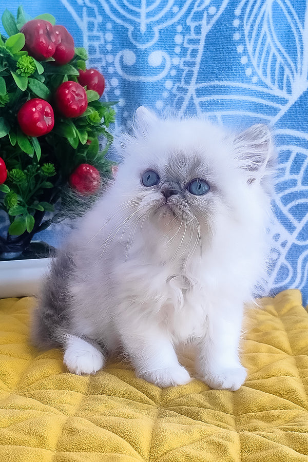 Sesil | Persian Kitten