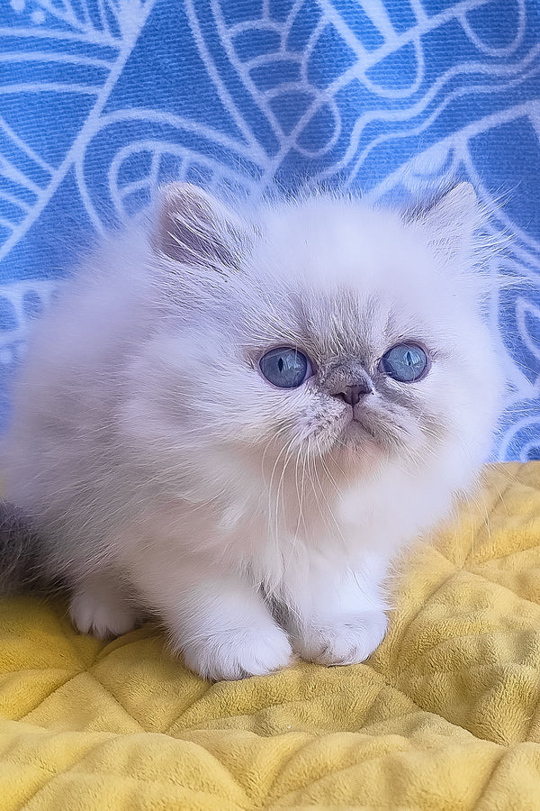 Sesil | Persian Kitten