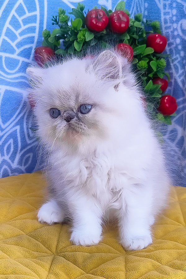 Sesil | Persian Kitten