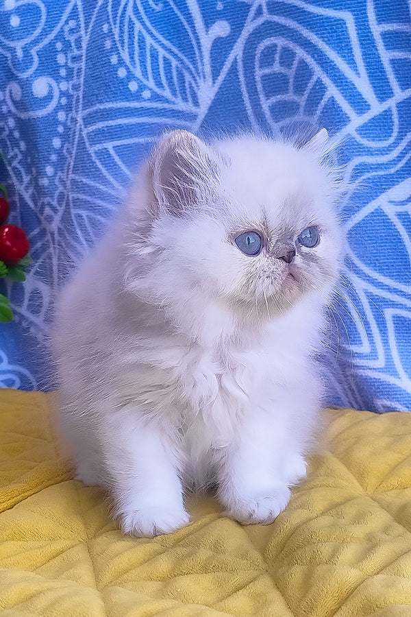 Sesil | Persian Kitten