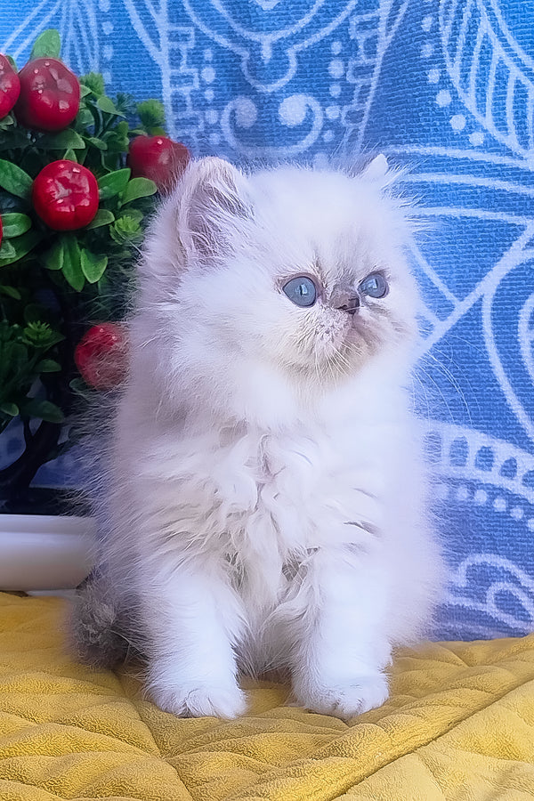 Sesil | Persian Kitten