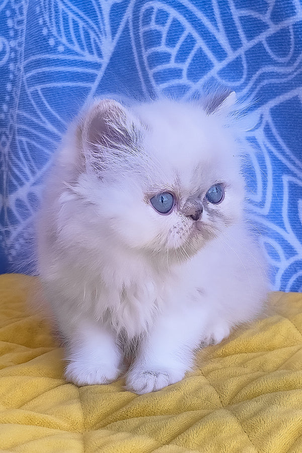 Sesil | Persian Kitten