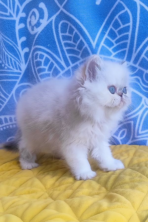 Sesil | Persian Kitten