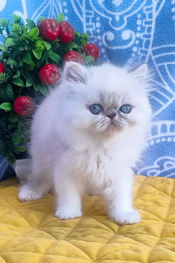 Sesil | Persian Kitten
