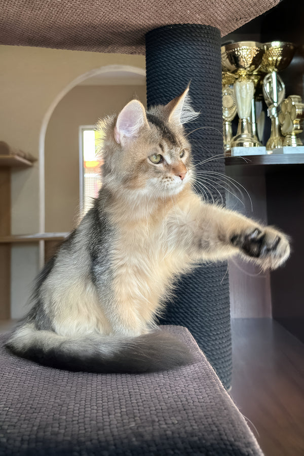 Sevilla | Golden Maine Coon Kitten