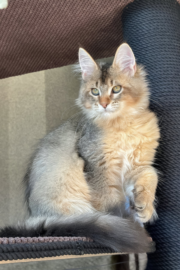 Sevilla | Golden Maine Coon Kitten