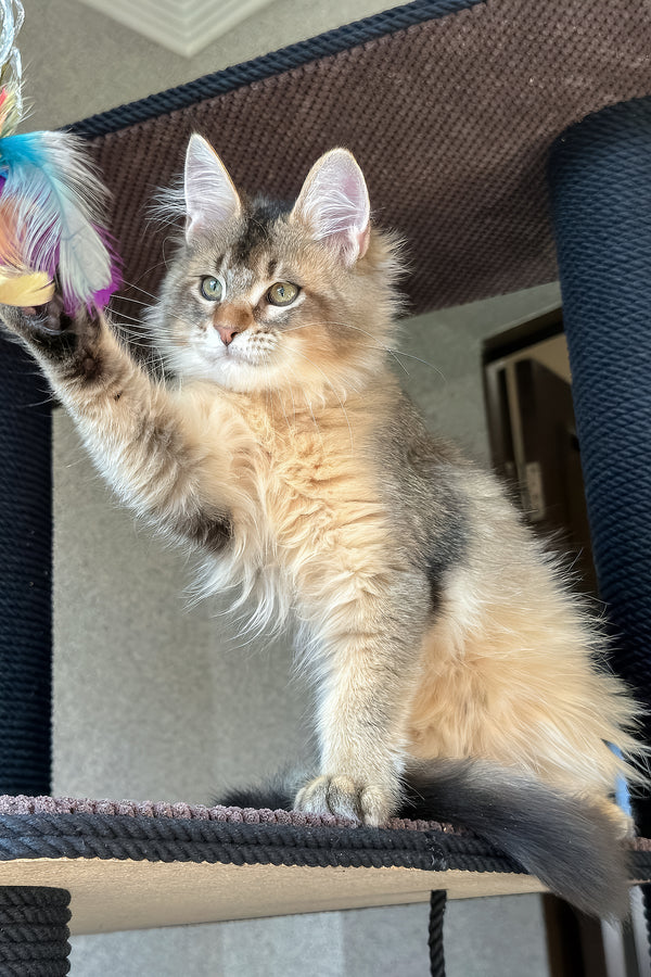 Sevilla | Golden Maine Coon Kitten