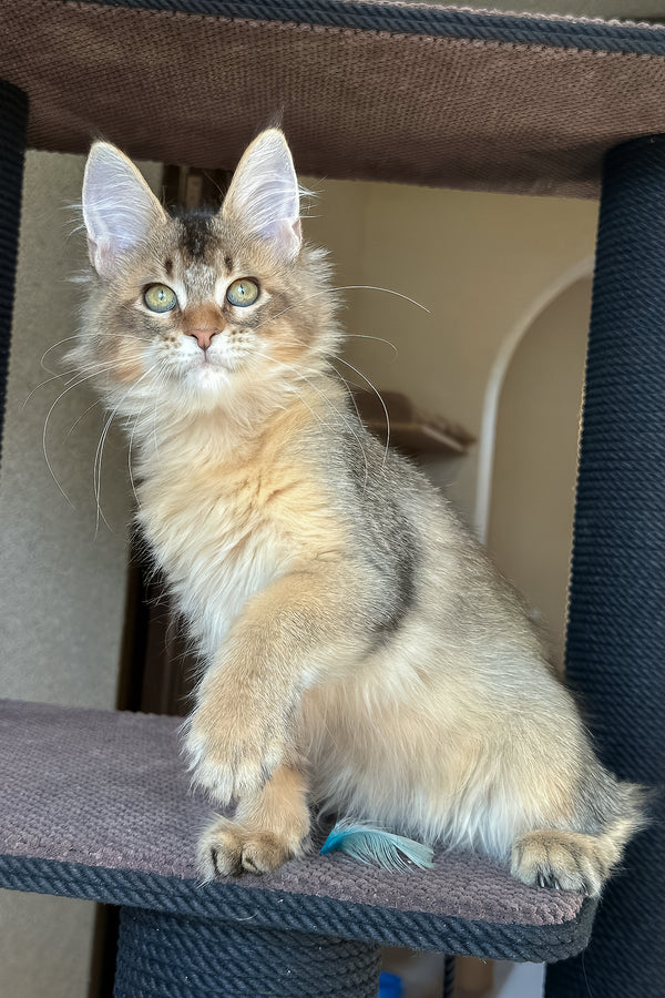 Sevilla | Golden Maine Coon Kitten