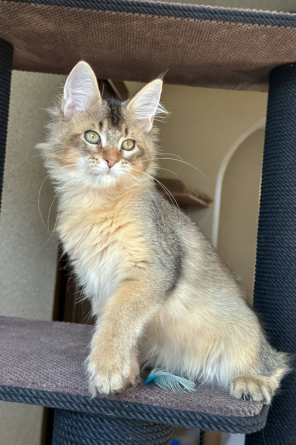 Sevilla | Golden Maine Coon Kitten