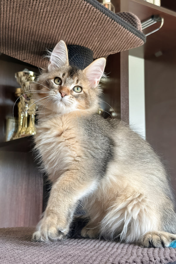 Sevilla | Golden Maine Coon Kitten
