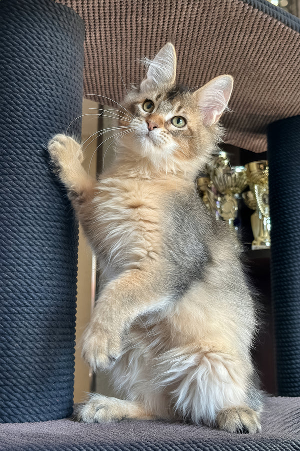 Sevilla | Golden Maine Coon Kitten