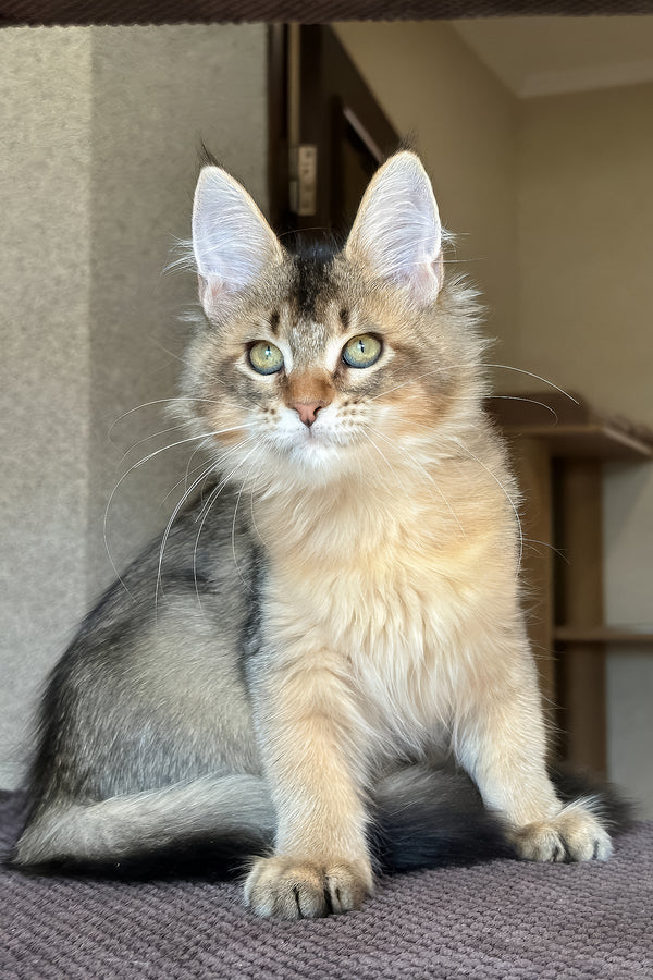 Sevilla | Golden Maine Coon Kitten