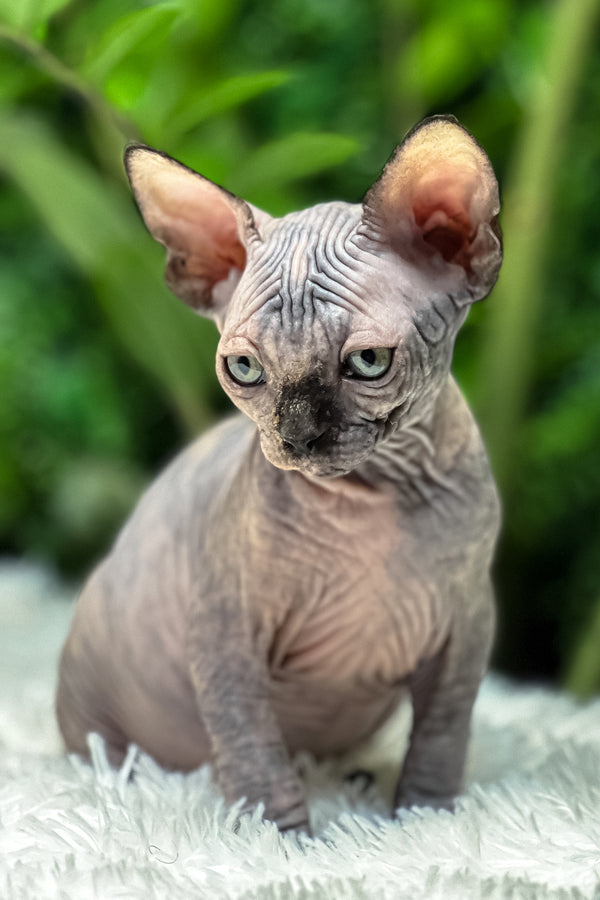 Sirena | Sphynx Kitten