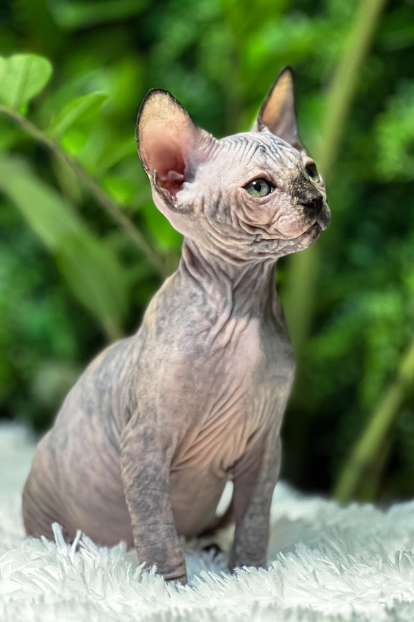 Sirena | Sphynx Kitten