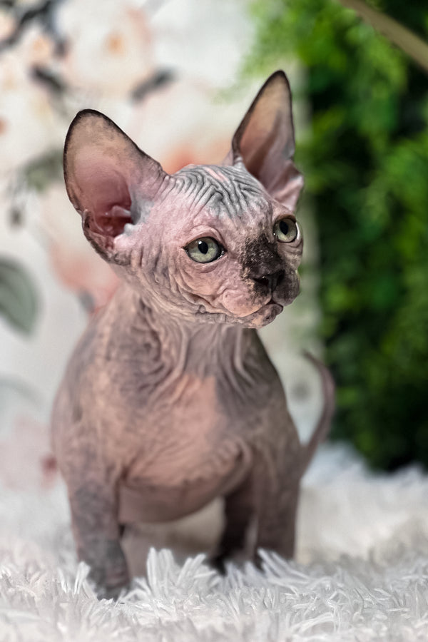 Sirena | Sphynx Kitten