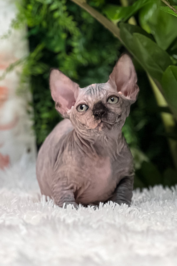 Sirena | Sphynx Kitten