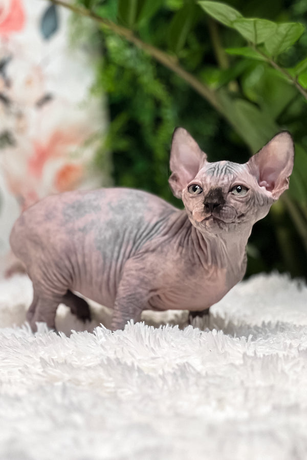 Sirena | Sphynx Kitten