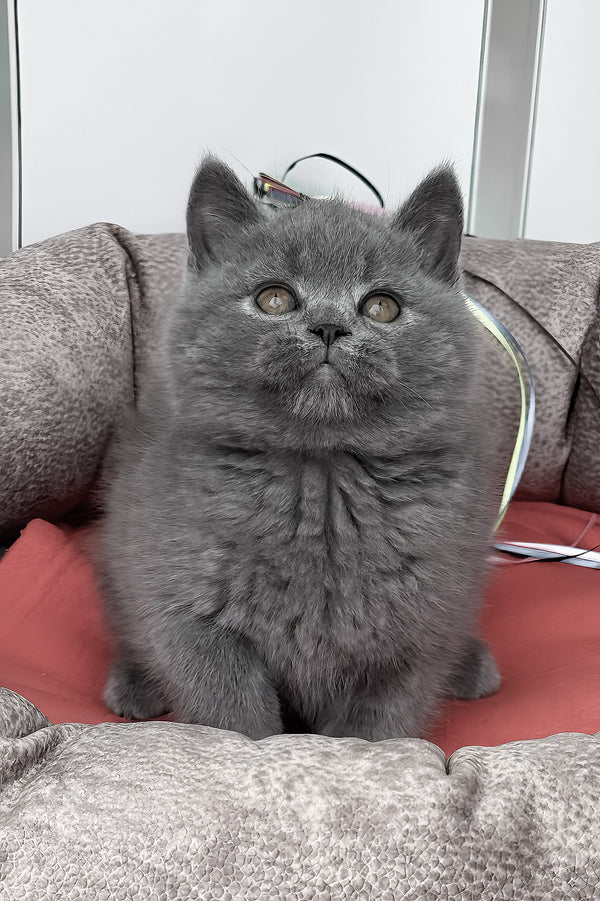 Sirius | British Shorthair Kitten