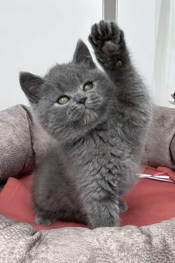 Sirius | British Shorthair Kitten