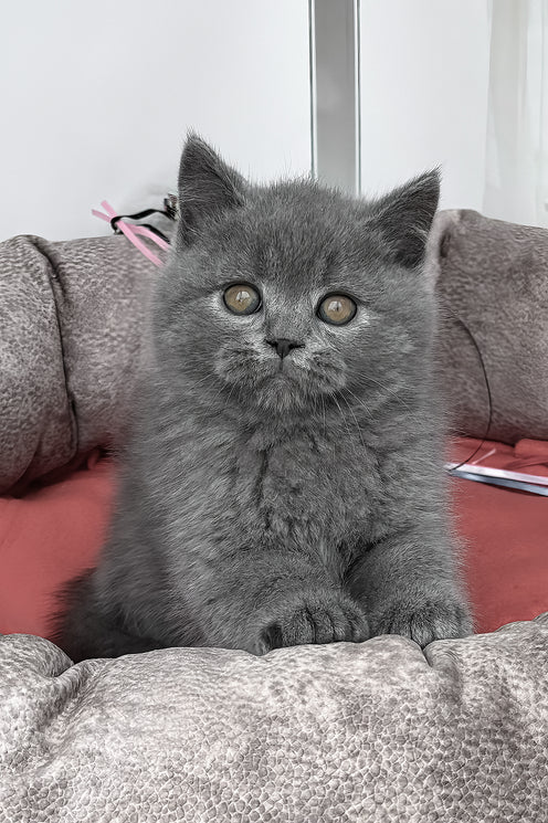 Sirius | British Shorthair Kitten