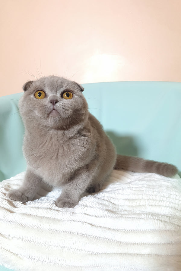 Stefi | Scottish Fold Kitten