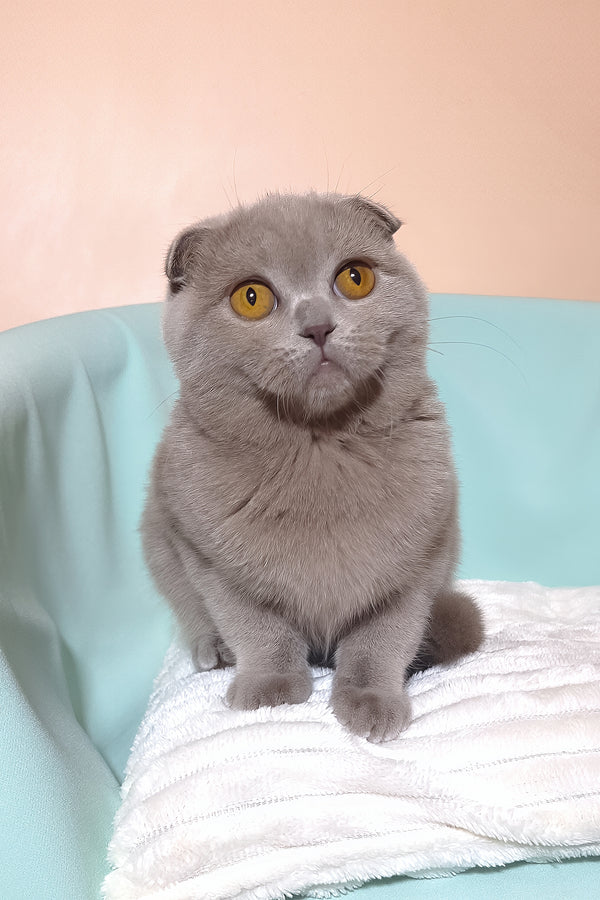 Stefi | Scottish Fold Kitten
