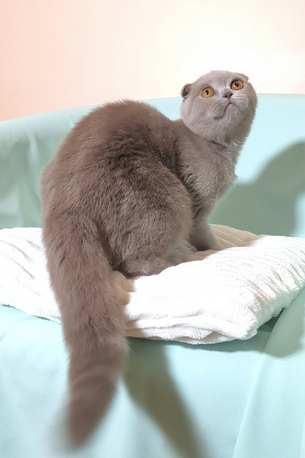 Stefi | Scottish Fold Kitten