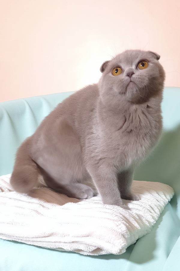 Stefi | Scottish Fold Kitten