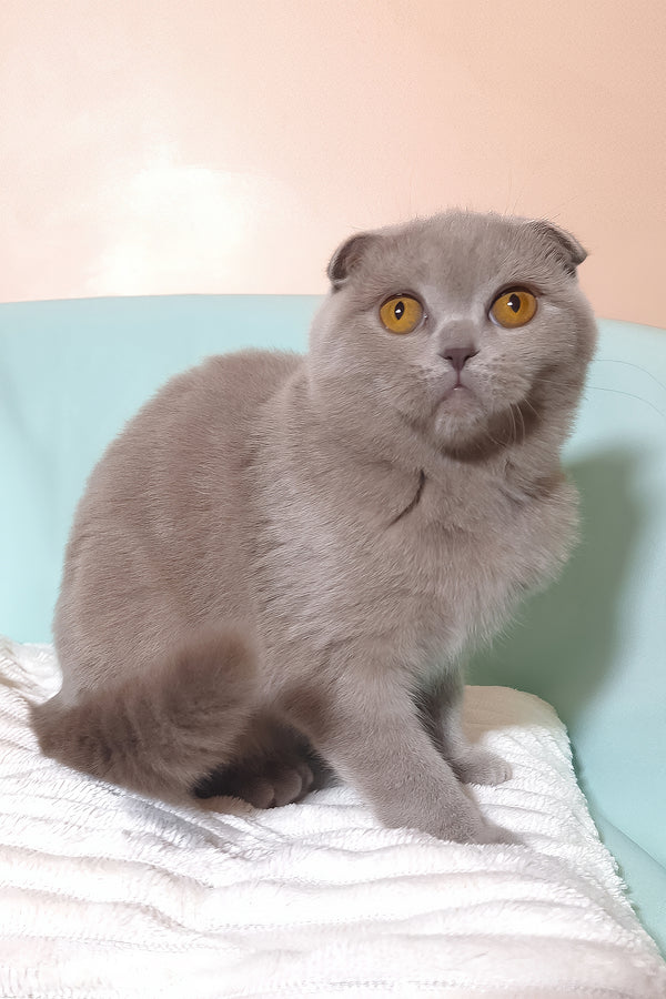 Stefi | Scottish Fold Kitten