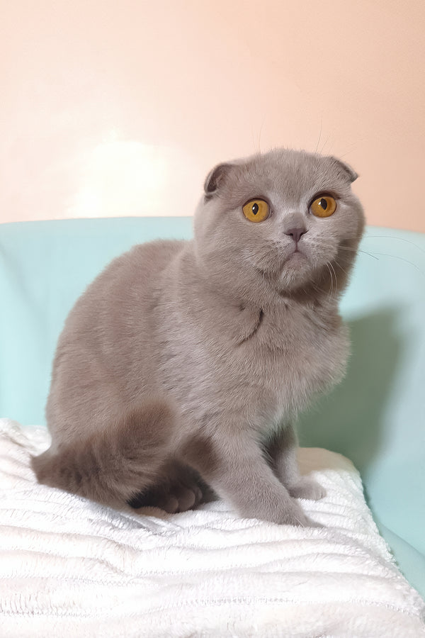 Stefi | Scottish Fold Kitten