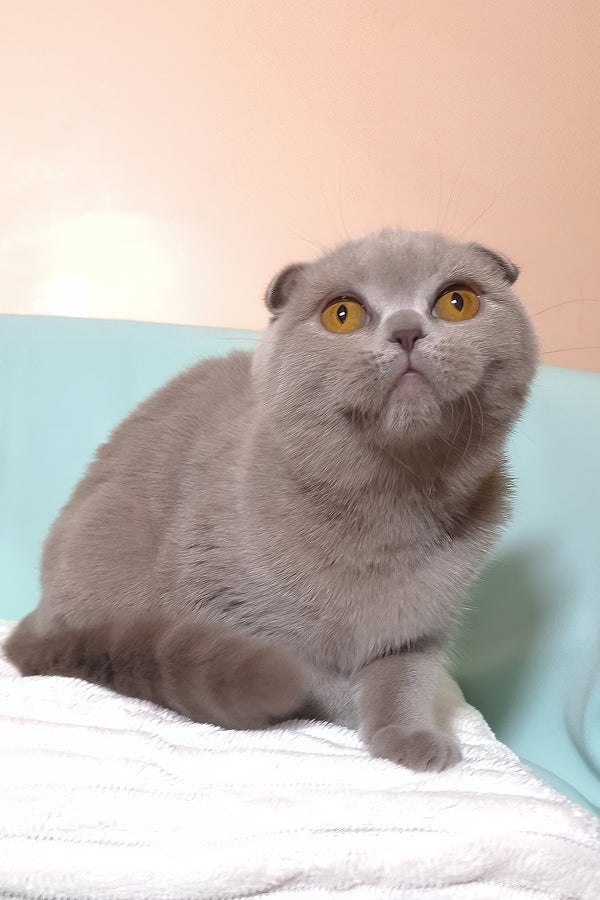 Stefi | Scottish Fold Kitten