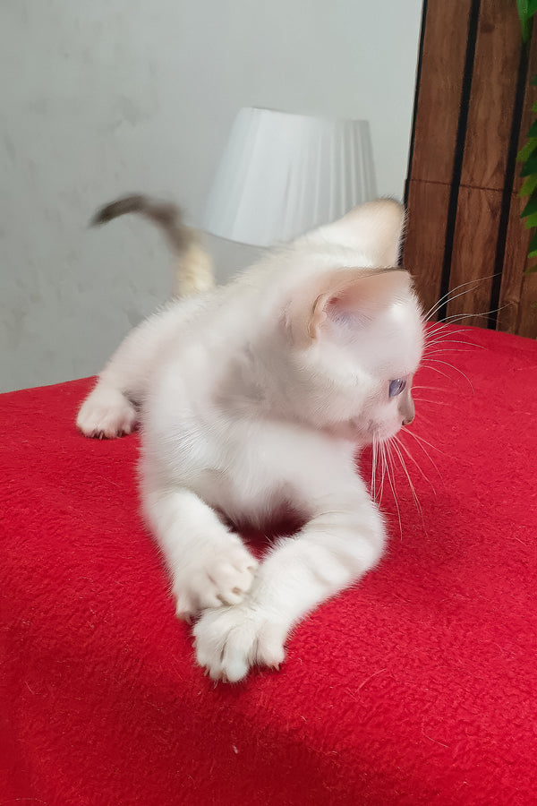 Boss | Bengal Kitten