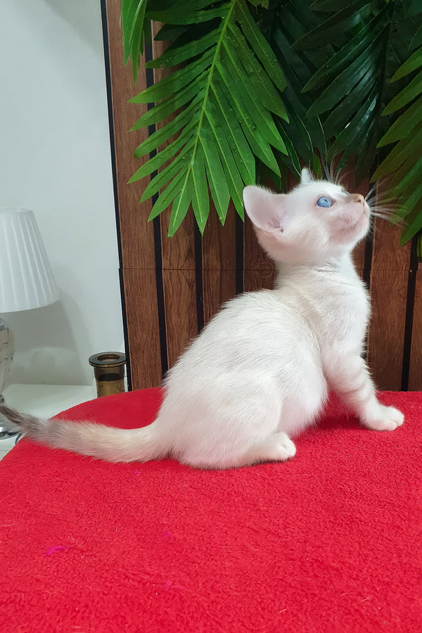Boss | Bengal Kitten